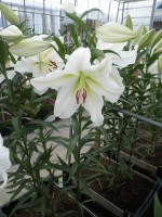 [1724 Gizmo No02.JPG]